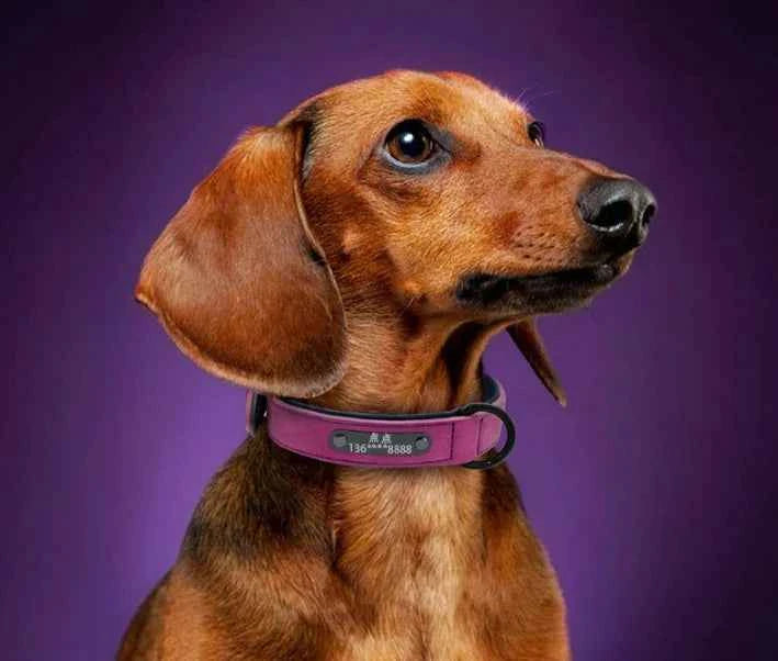 Personalized Engraved Dog Collar with Bell for Pets